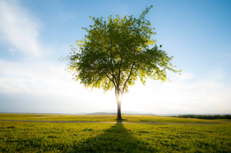 Beautiful solitary tree standing in a sunlit open field with a clear sky backdrop, capturing tranquility.